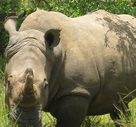 Image result for Cute Rhino Unicorn Quote