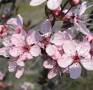 Image result for Prunus cerasifera Nigra