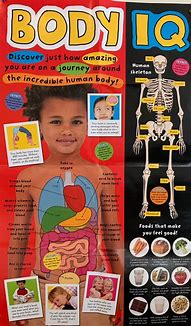 Image result for Human Body Preschool Worksheets