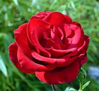 Image result for Parade Miniature Roses