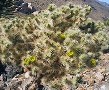 Image result for Wyoming Cactus