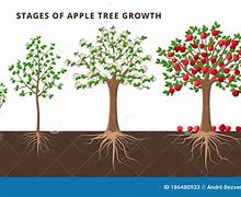 Image result for Evolution of Apple Tree