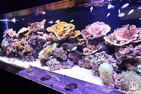 Image result for Fortune Aquarium Chinatown Yokohama