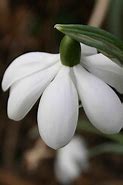 Image result for Galanthus Mrs Thompson