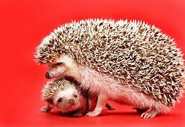 Image result for Hedgehog Nose