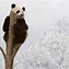 Image result for WWF Panda