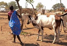 Image result for Cattle Keepers Tribes in Uganda