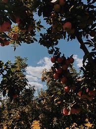 Image result for Orchard Aesthetic