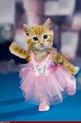 Image result for Funny Flying Cat