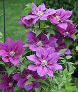 Image result for Clematis Guang