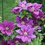 Image result for Non-Climbing Clematis