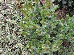 Bildergebnis für Pinus aristata Bashful