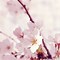 Image result for Apple Blossom Wallpaper
