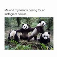 Image result for Funny Animal Friendship Memes