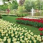 Image result for Red Dutch Tulips