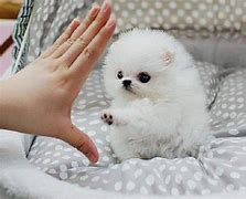 Image result for Teacup Pomeranian