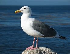 Image result for Seagull Pics