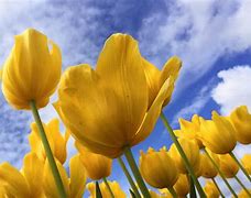 Image result for yellow tulips wallpapers hd
