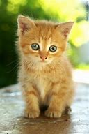 Image result for Phone Pink Cat Flufy