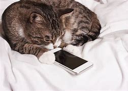 Image result for Cute Cat Holding Phone