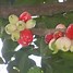 Image result for Malay Apple Flower