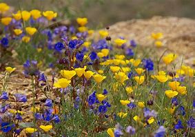 Image result for Northern Arizona Wildflowers