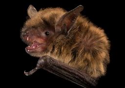 Image result for Minnesota Bat Species