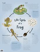 Image result for Life 5 Cycle of a Frog
