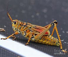 Image result for Colorful Grasshopper