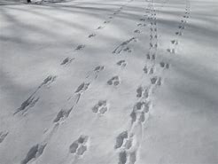 Image result for Long-toed Prints in Snow