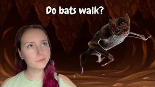 Image result for Desert Bat Flying