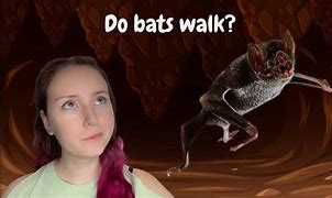 Image result for Bat Predators