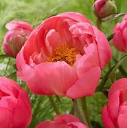 Image result for Paeonia lactiflora Coral Charm