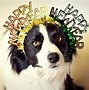 Image result for Dogs Celebrating New Year's