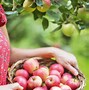 Image result for Top Apple Varieties