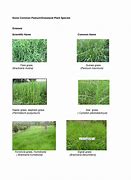 Image result for Forage Crops in the Philippines