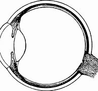 Image result for Eye Anatomy Glaucoma