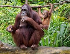 Image result for Orangutan Eating Fruit