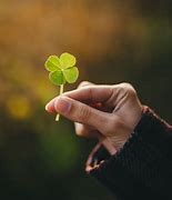 Image result for Lucky Four Leaf Clover