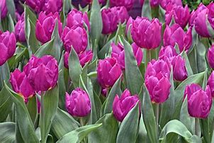 Tulipa Purple Prince 的图像结果