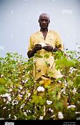 Image result for Cotton Farmer