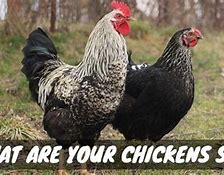 Image result for What Do Chickens Say