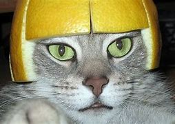 Image result for Dank Cat Meme Wallpaper