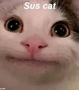 Image result for Sus Cat Eating Meme
