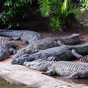 Image result for 7 Crocodiles
