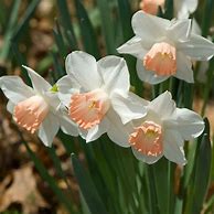 Image result for Narcissus Pink Paradise
