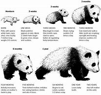Image result for Giant Panda Bear Eating Bamboo