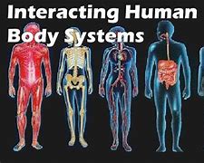 Image result for A Human Interaction System