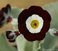 Image result for Primula auricula Neat and Tidy