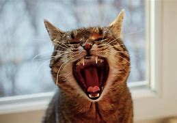 Image result for Cat Smiling with Mouth Open